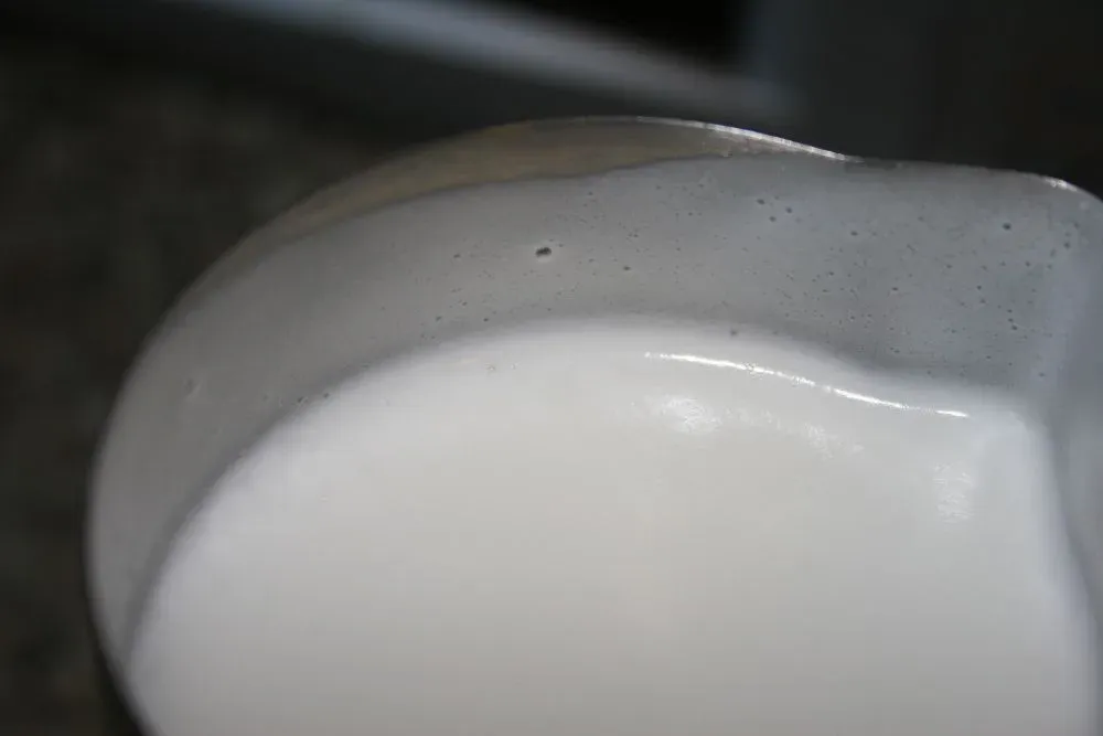 A stainless steel pitcher of glossy, finely textured steamed milk ready for pouring latte art